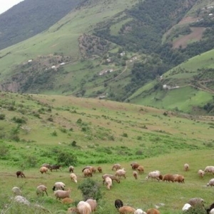 Qurbanliq Quzulari