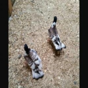 bahali quw yumurtasi aliram