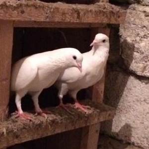 Baki guwlari hamsi enni guyruglar