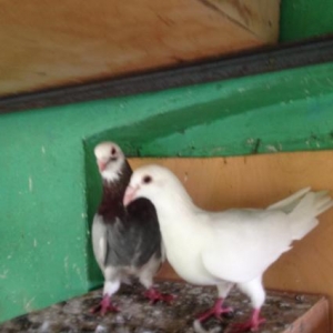 Poçtavoy( Drakon) çüt.