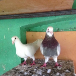 Poçtavoy( Drakon) çüt.