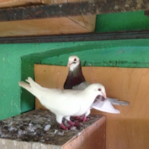 Poçtavoy( Drakon) çüt.