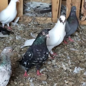 salam aleykum 4 gara abrew satilir