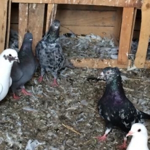 salam aleykum 4 gara abrew satilir