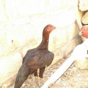 Temiz miraj heyrati fere