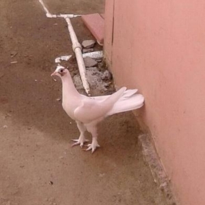 gacirdmisam.axdariram.bilen.var.desin