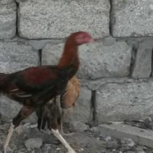 ucuz qiymətə heyrati satilir