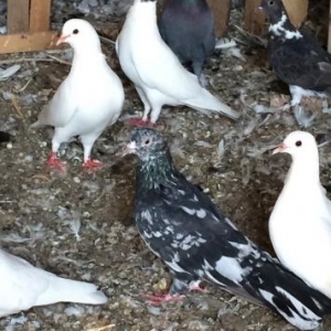 salam aleykum 4 gara abrew satilir