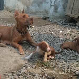 Pitbull balaları satılır