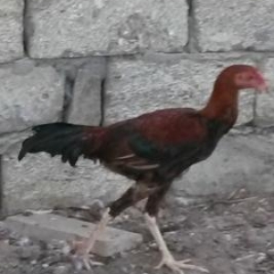 ucuz qiymətə heyrati satilir