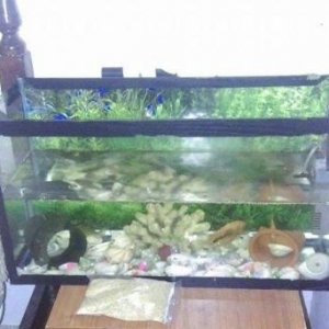 Əla vəziyyətdə Akvarium Satılır !