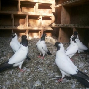 manax qaraba§ göyercinler satilir..