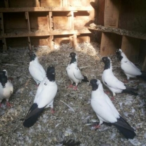 manax qaraba§ göyercinler satilir..