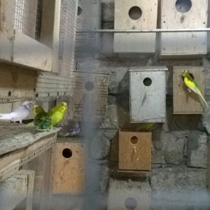 Quslar üçün  yuvalar satilir