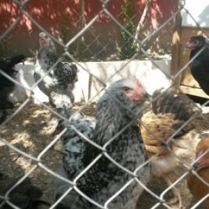 təmiz gan brama və heyrati becəlıri.