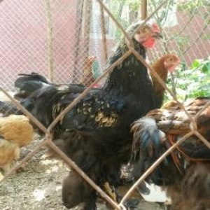 təmiz gan brama və heyrati becəlıri.