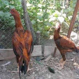 təmiz gan brama və heyrati becəlıri.