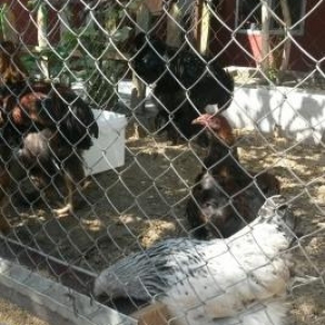 təmiz gan brama və heyrati becəlıri.