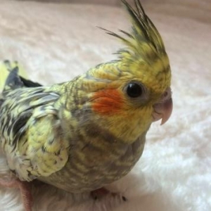 продаётся попугай карелла,двух месячный