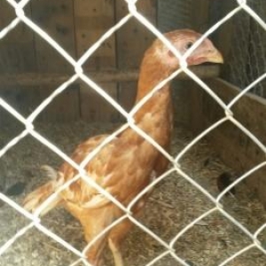 təmiz gan brama və heyrati becəlıri.