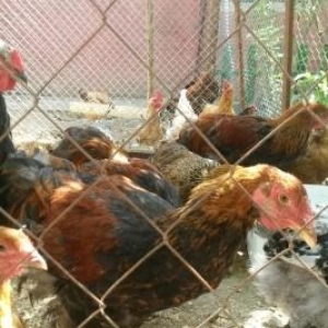 təmiz gan brama və heyrati becəlıri.