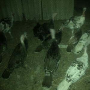 Tam sağlam hiduşqalar. Yarım kq–1kq