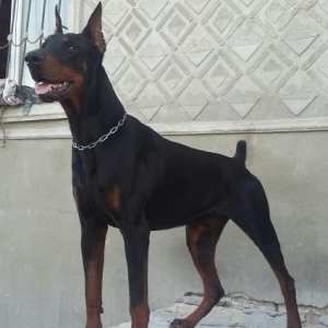 Doberman