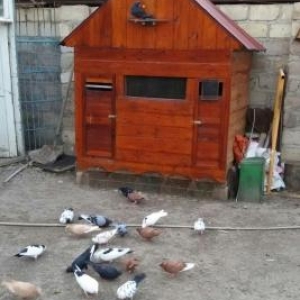 göyercin   hini  ve  göyercinler