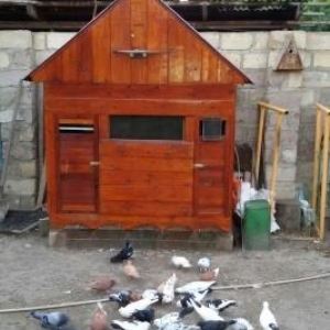 göyercin   hini  ve  göyercinler