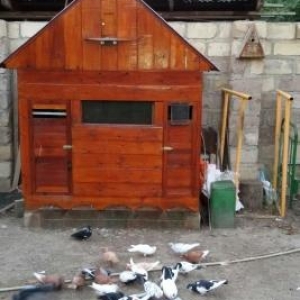 göyercin  hini  ve  göyercinler