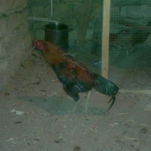 Meydan Xoruzu (Türk)