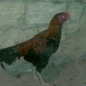 Meydan Xoruzu (Türk)