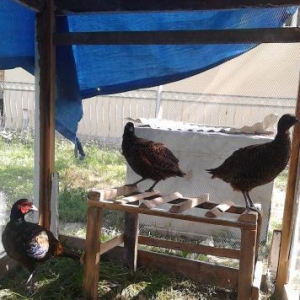 qırqovul satıram 3ü