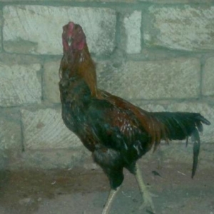 Meydan Xoruzu (Türk)