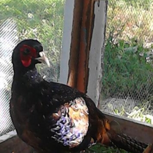 qırqovul satıram 3ü