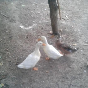 1erkek2diwi sesli ordek