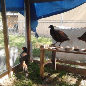 qırqovul satıram 3ü