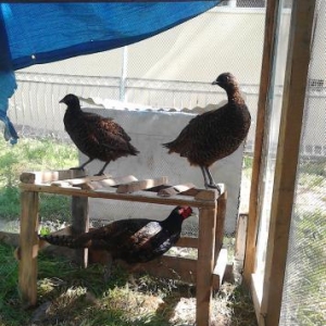 qırqovul satıram 3ü