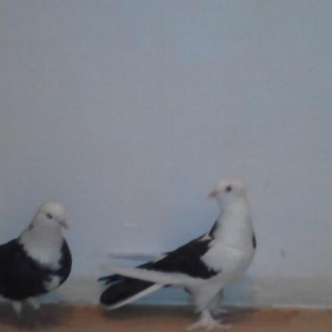 ag bas agquyruq erkey kekilli ayagi leley erkey