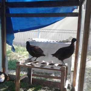 qırqovul satıram 3ü