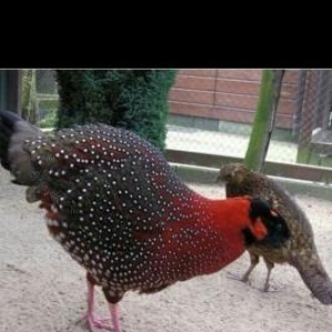 bu qırqovul sortunun cücesi və ya özü