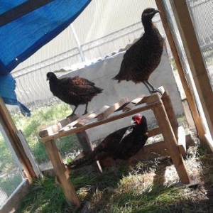 qırqovul satıram 3ü