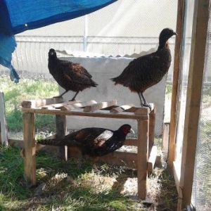 qırqovul satıram 3ü