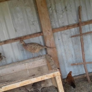 qirqovul qafqaz sortu cutu 70 manat