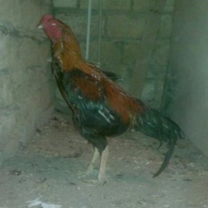 Meydan Xoruzu (Türk)