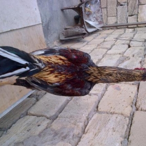 Heyrati pitbulla barter edirem