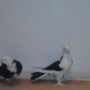 ag bas agquyruq erkey kekilli ayagi leley erkey