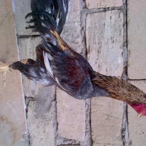 Heyrati pitbulla barter edirem