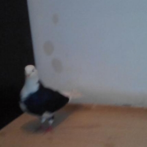 ag bas agquyruq erkey kekilli ayagi leley erkey