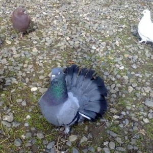 əlavə dovşanlar və göyərçinlərdə var